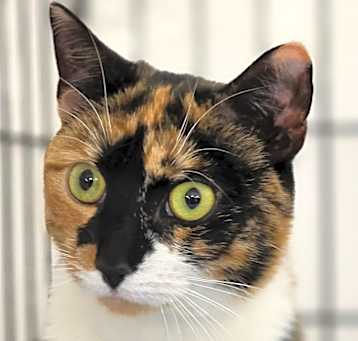 Photo of Kali