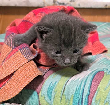 Photo of Figaro