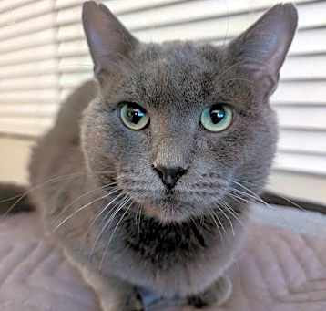Photo of Rex