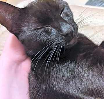 Photo of Scooter (Puppycat)