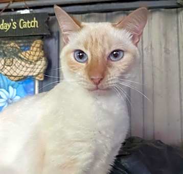 Photo of Sahara