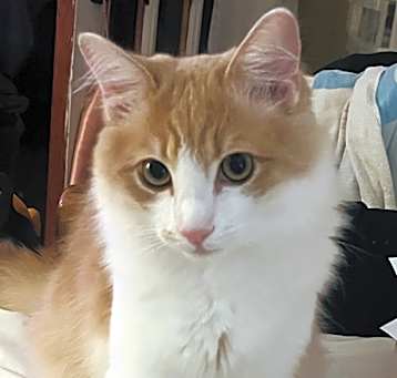 Photo of Simba