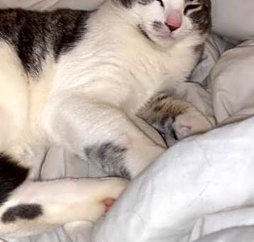 Photo of Pierre