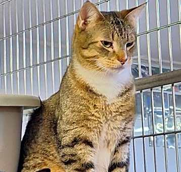 Photo of Whiskey