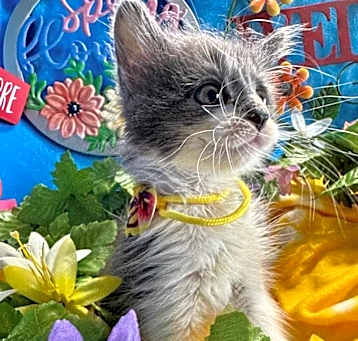 Photo of Pippin