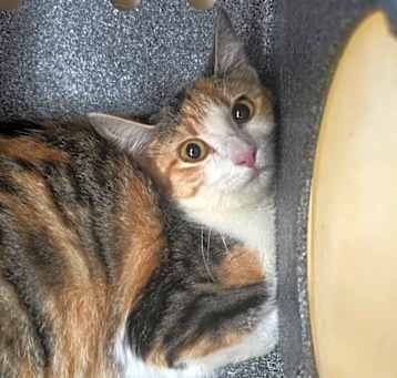 Photo of FERAL