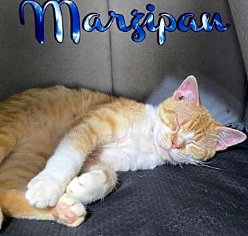 Photo of Marzipan