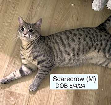 Photo of Scarecrow