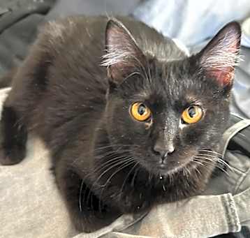 Photo of Luna (Rin)