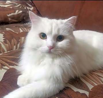 Photo of Loli