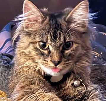 Photo of Mochi