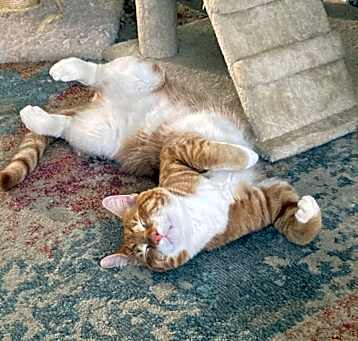 Photo of Lewis (LouLou or Lewy)