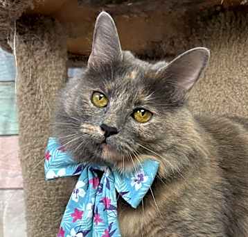 Photo of Lavender