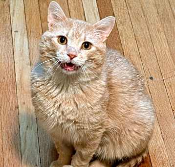 Photo of Stinky Pete