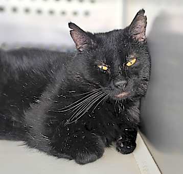 Photo of Zephyr
