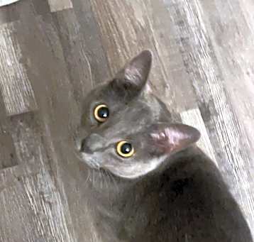 Photo of Onyx