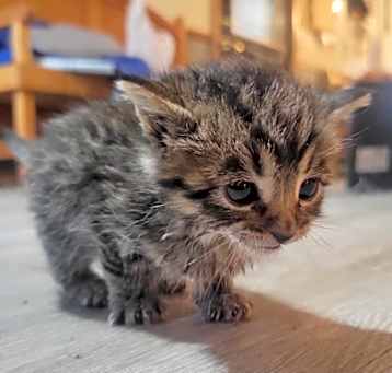 Photo of Biscuit