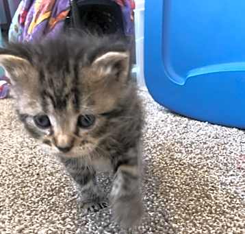 Photo of Clawdette