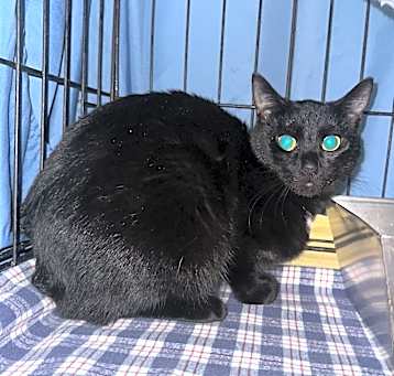 Photo of Violet