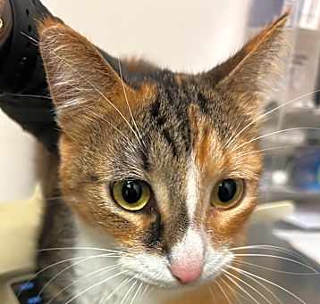 Photo of Missy 
