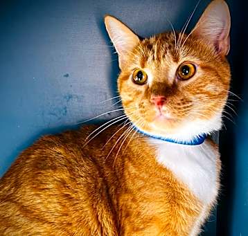 Photo of Nugget