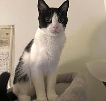 Photo of Luna