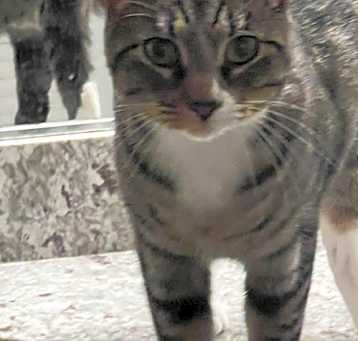 Photo of Izzy