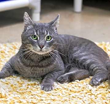 Photo of Rollo