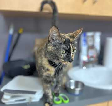Photo of Ramona (25-065 C)