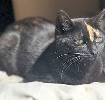 Photo of Caramel