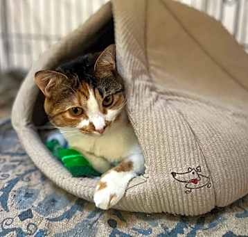 Photo of TULIP