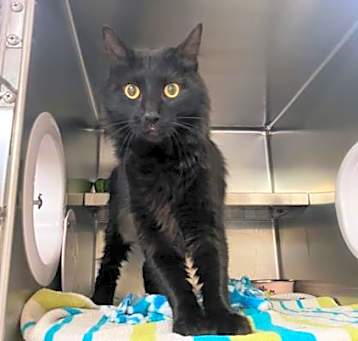 Photo of BINX