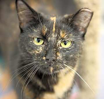 Photo of Sadie/Zeppelin/Zephyr