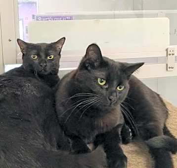 Photo of Zephyr/Zeppelin/Sadie