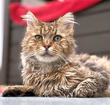 Photo of Oswald