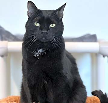 Photo of Willow