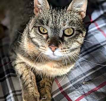 Photo of Molly