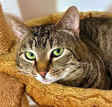 Photo of Bozworth - Gentle Guy