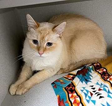 Photo of Cottonball