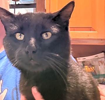 Photo of Binxs