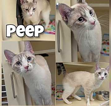 Photo of Peep