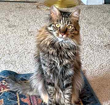 Photo of Golda