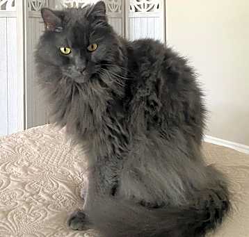 Photo of Cashmere