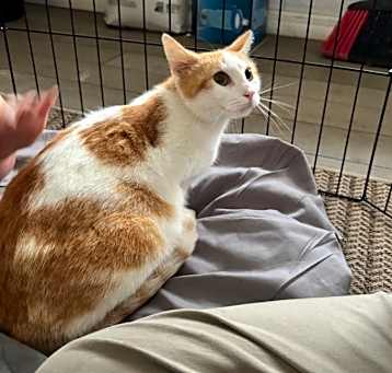 Photo of Sherbert