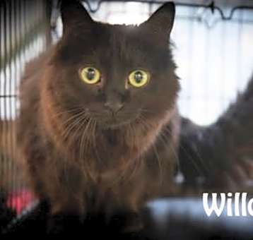 Photo of Willow