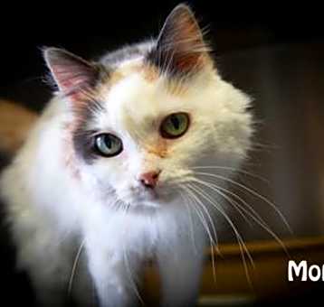 Photo of Monica