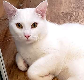 Photo of Finn