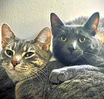 Photo of Tabby & Smokey
