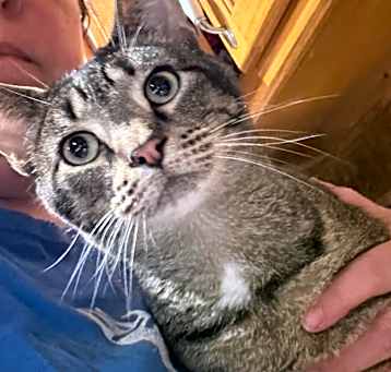 Photo of Tigger