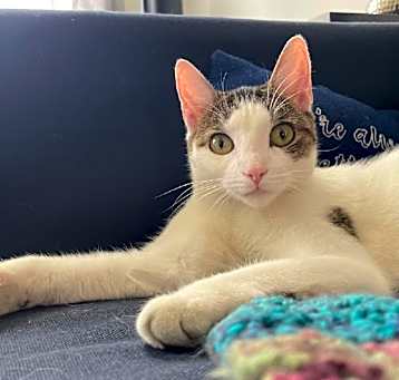 Photo of Pixel